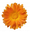 Caléndula KRUZT logo